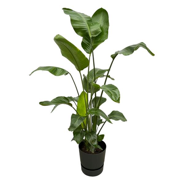 Strelitzia Nicolai inclusief elho Greenville Round zwart - 160cm - Ø30  BotanicBridge