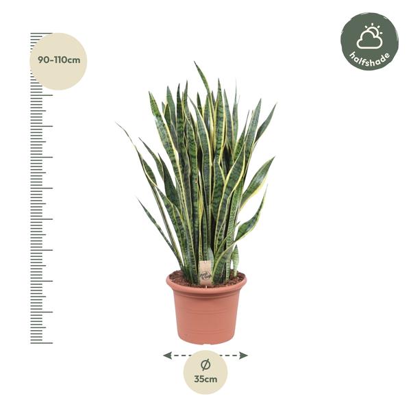 Sansevieria Laurentii - 100 cm - ø35  BotanicBridge