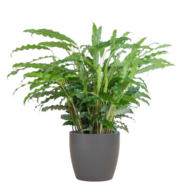 Calathea Rufibarba met Viber grijs - 55cm - Ø17  BotanicBridge