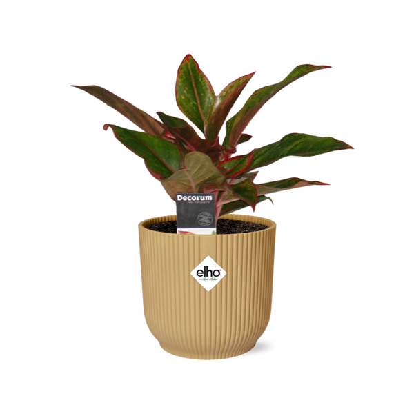 Aglaonema Crete in ELHO Vibes Fold 14cm geel  BotanicBridge