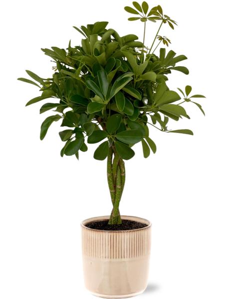 Schefflera Compacta - Ø19cm - ↕80cm + Terni Pot D20x20cm - Roze  BotanicBridge