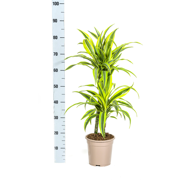 Dracaena Deremensis Lemon Lime Ø19cm - ↕80cm  BotanicBridge