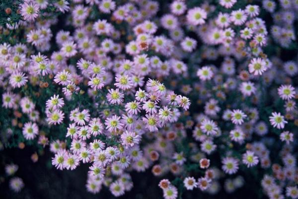 Aster ageratoides 'Stardust' - ↕10-25cm - Ø9cm - 12x  BotanicBridge