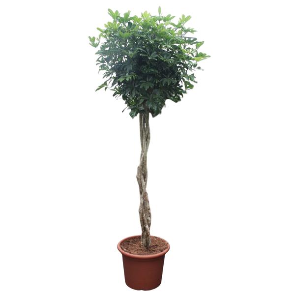 Schefflera Arboricola Compacta gevlochten stam - 250 cm - ø55  BotanicBridge