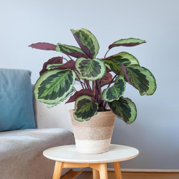 Calathea Medaillon met Lissabon mand wit - 65cm - Ø19  BotanicBridge