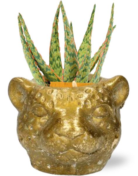 Aloe Hybride - Ø10,5cm - ↕15cm + Planter Luipaard D12x9,5cm - Goud  BotanicBridge