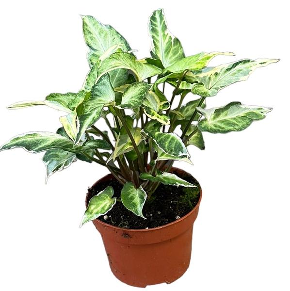 Syngonium T25 - Ø10,5cm - ↕15cm  BotanicBridge