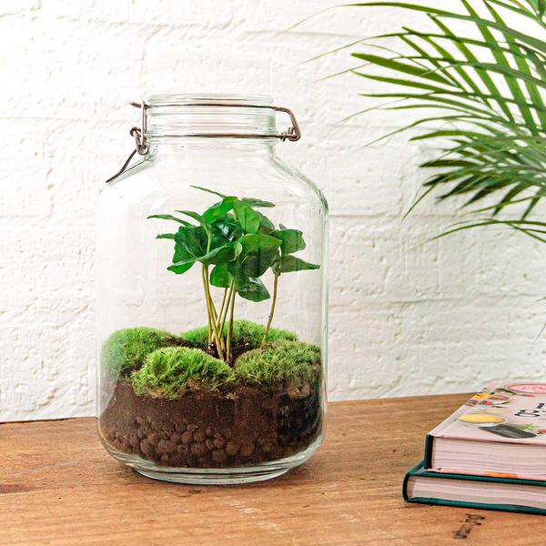 DIY terrarium - Jar - Coffea Arabica - ↕ 28 cm - Rake + Shovel + Tweezer + Scissors  BotanicBridge