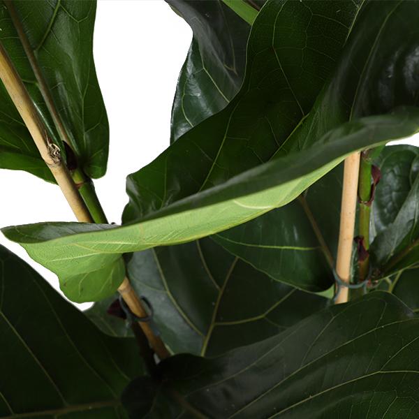 Ficus Lyrata - Ø24cm - ↕120cm  BotanicBridge