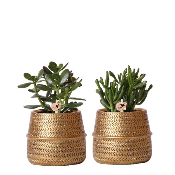 Kolibri Greens | Succulenten set van 2 planten in gouden groove sierpotten - keramiek  potmaat Ø9cm  BotanicBridge