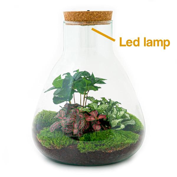 DIY terrarium - Sam Coffea met lamp - ↕ 30 cm - Rake + Shovel + Tweezer + Scissors  BotanicBridge