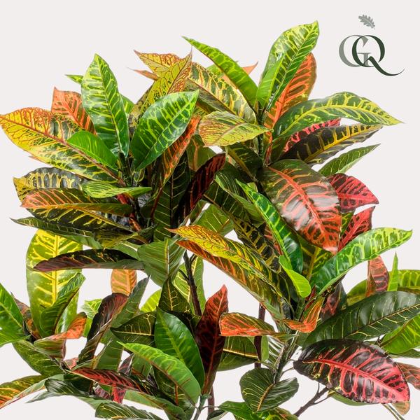 Kunstplant - Croton Codiaeum - Wonderstruik - 120 cm  BotanicBridge