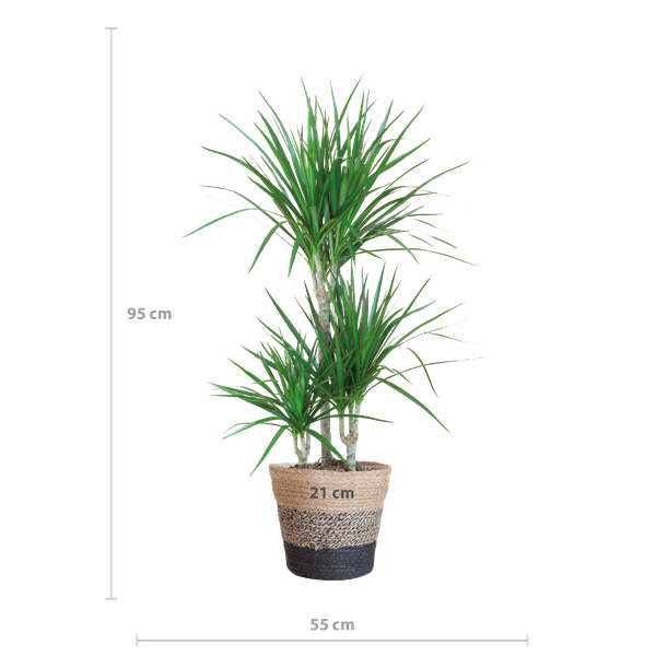 Dracaena Marginata met Lissabon mand zwart - 95cm - Ø21  BotanicBridge