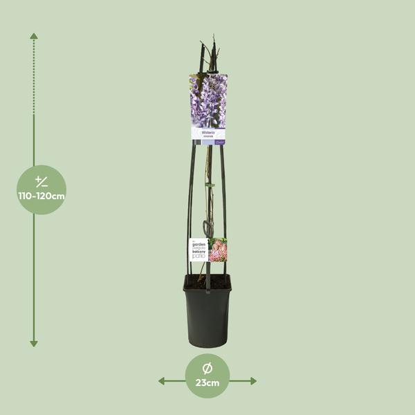 Wisteria Sinensis +light Label - Ø23cm - ↕115cm  BotanicBridge