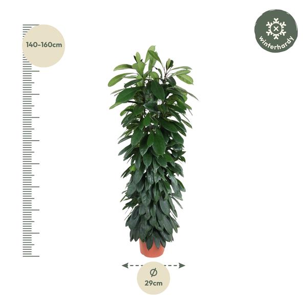 Ficus Cyatistipula zuil - 150 cm - ø29  BotanicBridge