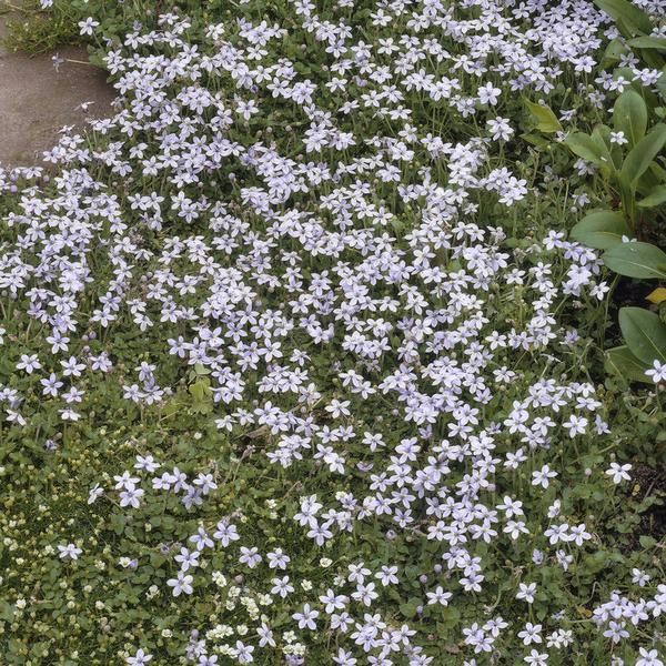 Isotoma fluviatilis - ↕10-25cm - Ø9cm  - 20x  BotanicBridge