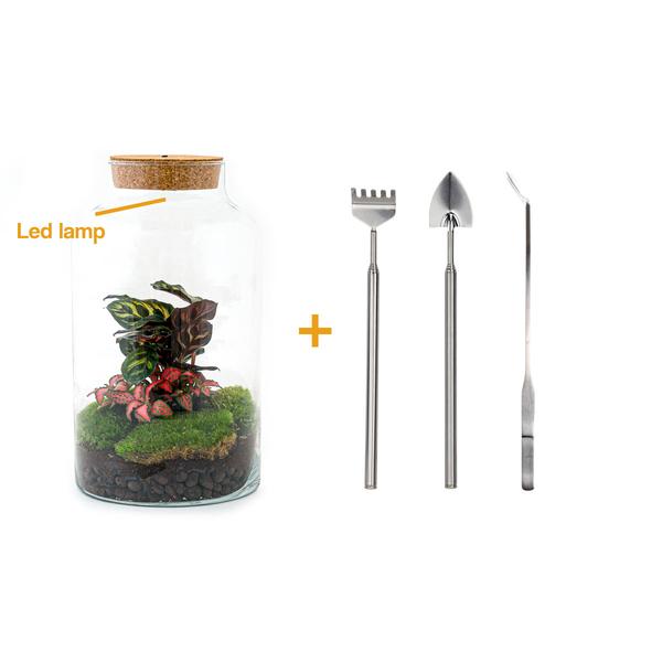 DIY terrarium - Milky Calathea with Light - ↕ 31 cm - Rake + Shovel + Tweezer  BotanicBridge