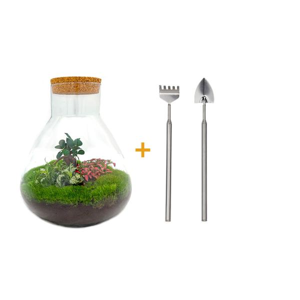 DIY terrarium - Sam XL Bonsai - ↕ 35 cm - Rake + Shovel  BotanicBridge