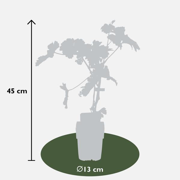 Vitis vinifera 'Johanniter' - Witte Druif - Ø13cm - ↕45cm  BotanicBridge