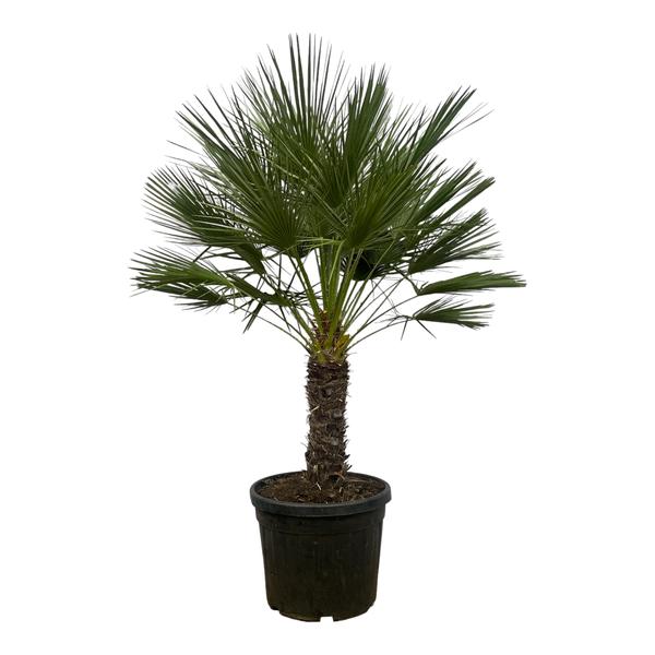 Chamaerops Humilis op stam - 150 cm - Ø45cm  BotanicBridge