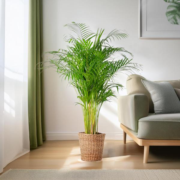 Areca Palm (dypsis) XL met mand Torun - 120cm - Ø24  BotanicBridge