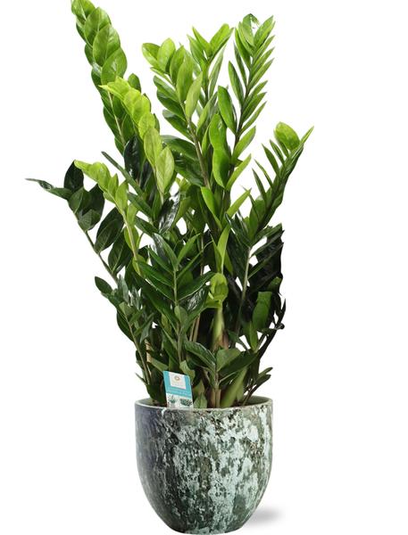 Zamioculcas Zamiifolia - Ø21cm - ↕95cm + Sem Pot D24x22cm - Groen  BotanicBridge