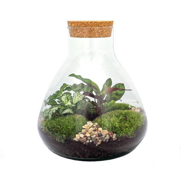 DIY terrarium – Sammie – ↕ 27 cm  BotanicBridge