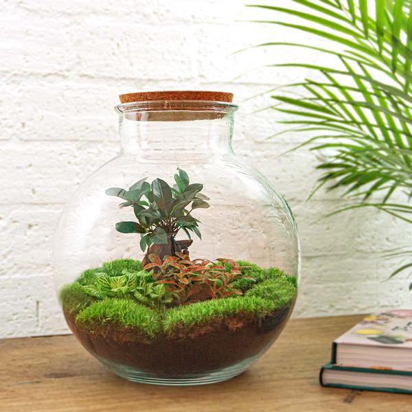 DIY terrarium - Bolder Bob Bonsai - ↕ 30 cm - Normal  BotanicBridge