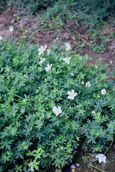 Geranium sang. 'Album' - ↕10-25cm - Ø9cm - 20x  BotanicBridge