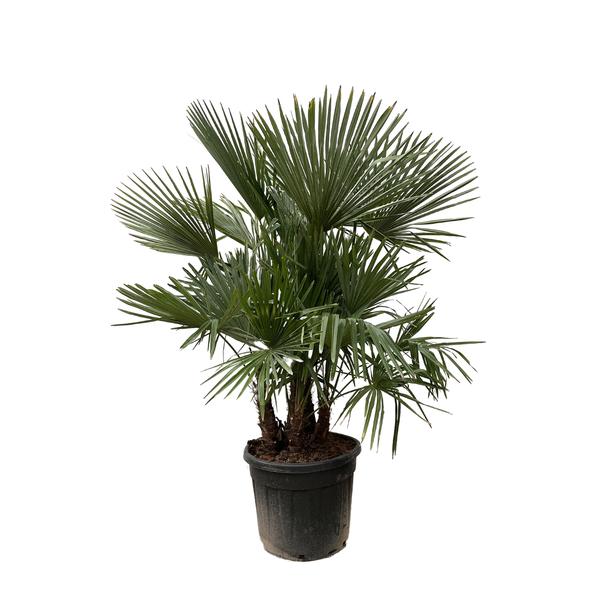 Trachycarpus multi stam - 200cm- Ø45  BotanicBridge