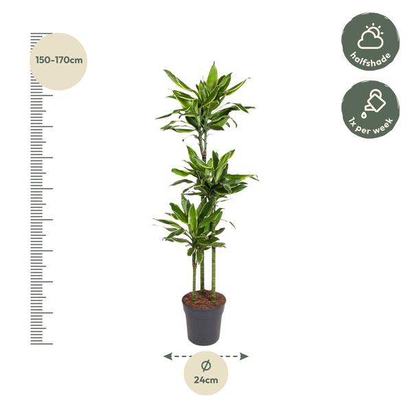 Dracaena Golden Coast - 160 cm - ø24  BotanicBridge