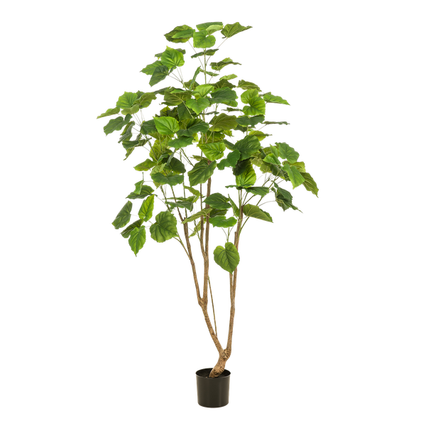 Kunstplant - Ficus umbellate - Afrikaanse vijg - 180cm  BotanicBridge