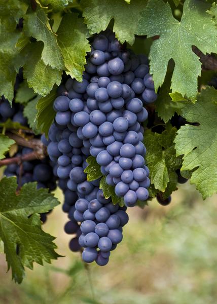 Vitis vinifera 'Boskoop Glory' - Blauwe druif - Ø13cm - ↕45cm  BotanicBridge