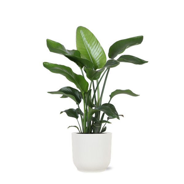 Strelitzia Nicolai - Ø21cm - ↕80cm in Vibes WIT pot  BotanicBridge