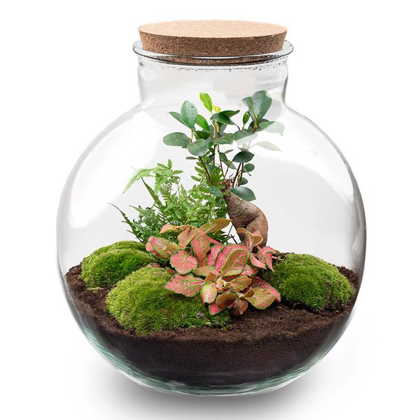 DIY terrarium - Bolder Bob Bonsai - ↕ 30 cm - Rake + Shovel + Tweezer  BotanicBridge