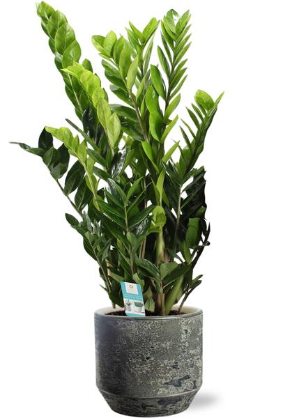 Zamioculcas Zamiifolia - Ø21cm - ↕95cm + Lars Pot D24x22cm - Grijs  BotanicBridge