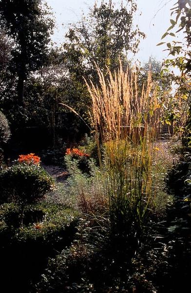 Calamagrostis acut. 'Karl Foerster'  - ↕10-25cm - Ø9cm - 40x  BotanicBridge