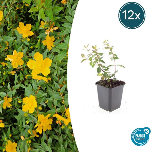 Hypericum dummeri 'Peter Dummer' - ↕10-25cm - Ø9cm - 12x  BotanicBridge