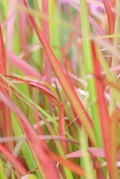 Imperata cylindrica 'Red Baron' - ↕10-25cm - Ø9cm - 6x  BotanicBridge