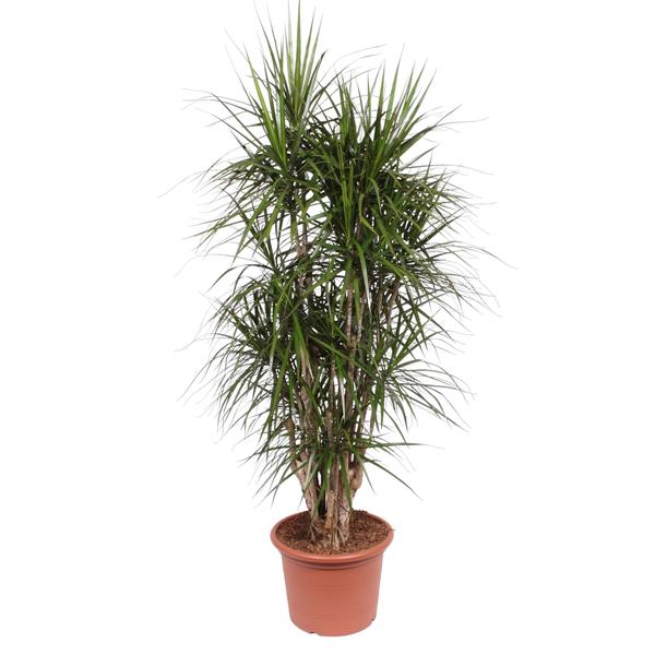 Dracaena Marginata vertakt - 190 cm - ø35  BotanicBridge