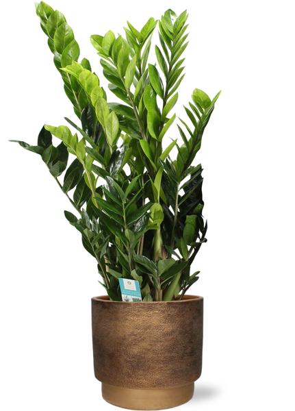 Zamioculcas Zamiifolia - Ø21cm - ↕95cm + Merel Pot D24x22cm - Goud  BotanicBridge