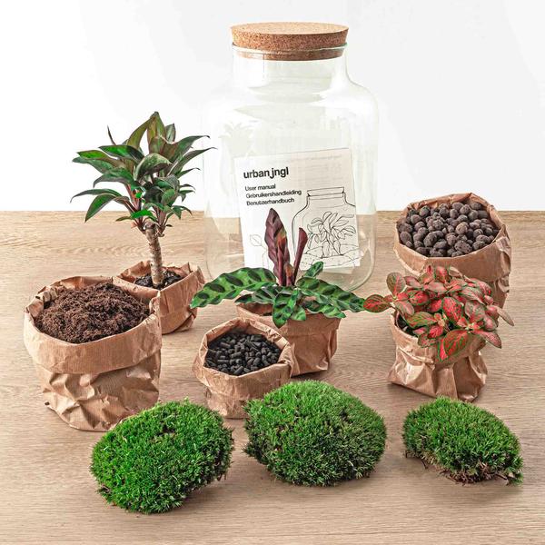 DIY terrarium - Milky Palm - ↕ 30 cm  BotanicBridge