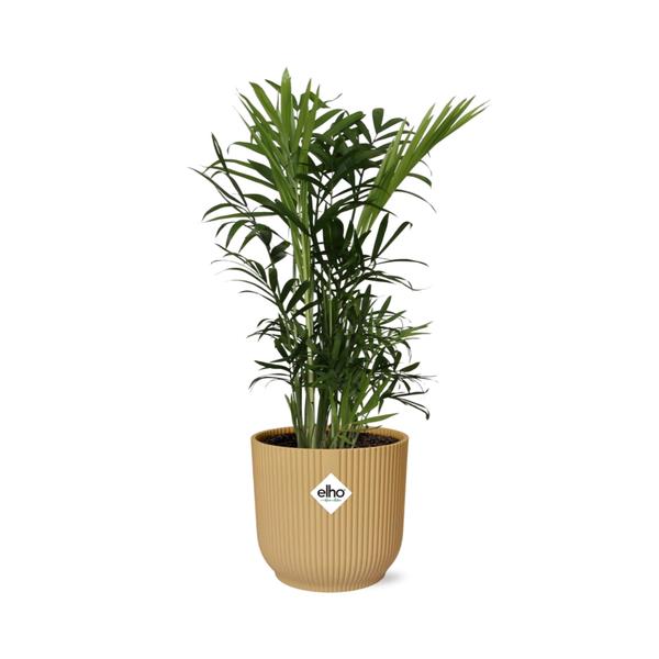 Chamaedorea Elegans in ELHO Vibes Fold 14cm geel  BotanicBridge