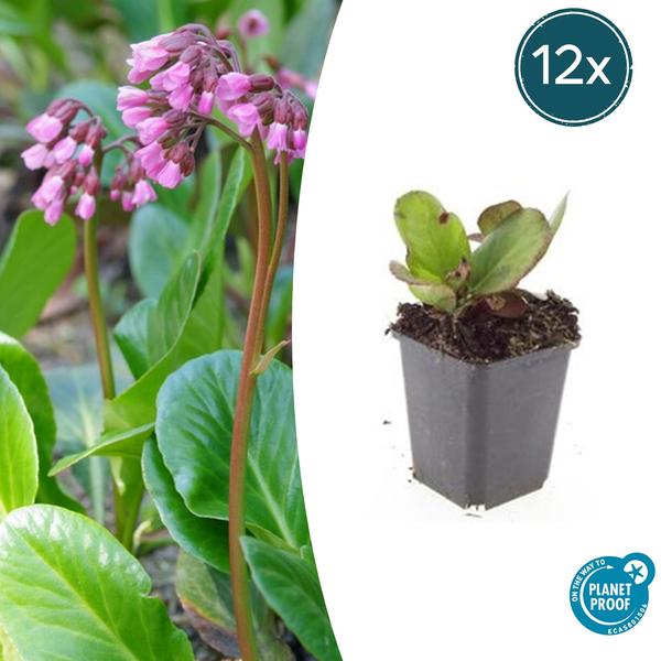 Bergenia cordifolia 'Herbstblüte'  - ↕10-25cm - Ø9cm - 12x  BotanicBridge