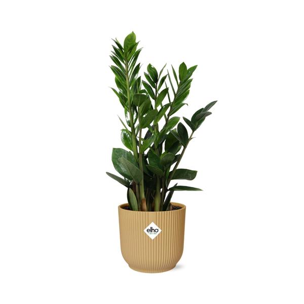 Zamioculcas – Hoogte 45-50 in ELHO Vibes Fold 14cm geel  BotanicBridge