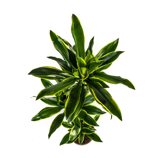 Dracaena Fragrans Golden Coast Ø24cm - ↕140cm  BotanicBridge