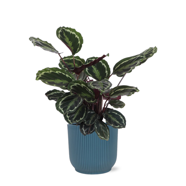 Calathea Medaillon Ø21cm - ↕70cm in Vibes BLUE pot  BotanicBridge