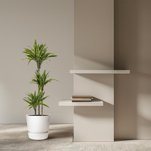 Dracaena Lemon Lime - 140 cm - ø24  BotanicBridge