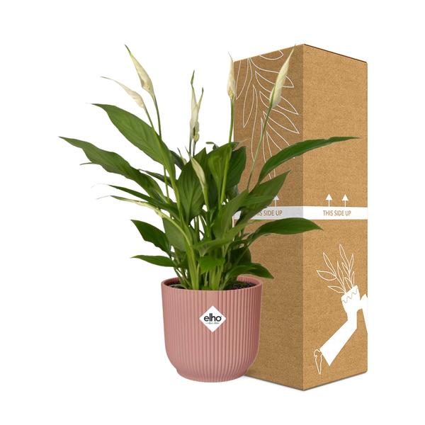 Spathiphyllum 12 Cm Torelli in ELHO Vibes Fold 14cm roze  BotanicBridge