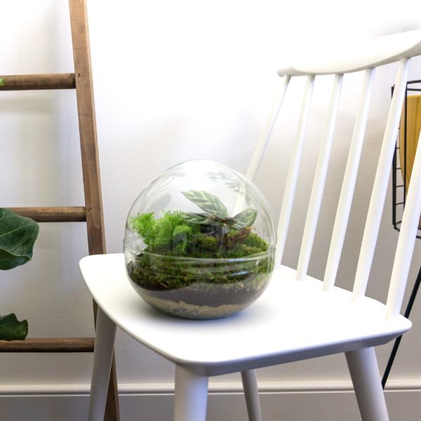 DIY terrarium - Dome - ↕ 20 cm - Normal  BotanicBridge